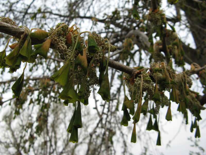 Protecting Fruit Trees From Late Freeze Fruit Trees